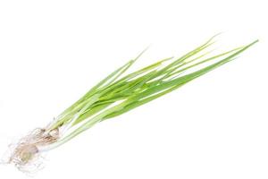 Green Onion on white background photo