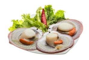 Raw fresh scallop photo