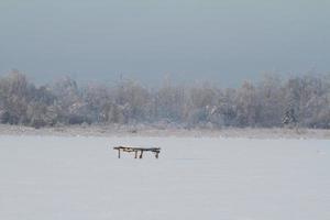 beautiful winter forest photo