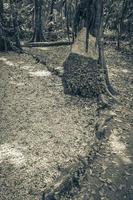 Tropical jungle plants trees walking trails Muyil Mayan ruins Mexico. photo