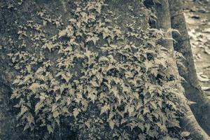 Tropical jungle plants trees rocks stones Muyil Mayan ruins Mexico. photo