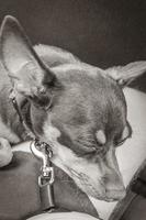 Russian toy terrier dog while tired sleeps in car Mexico. photo