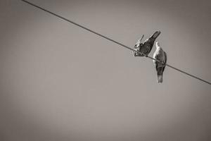 Pigeons dove birds sit on power line in Mexico. photo