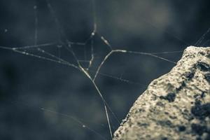 Beautiful spider web between rocks stones Muyil Mayan ruins Mexico. photo