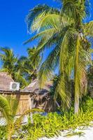Tropical natural beach panorama palm tree Tulum Mexico. photo