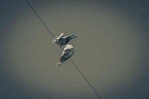 Pigeons dove birds sit on power line in Mexico. photo