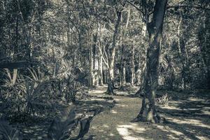 Tropical jungle plants trees walking trails Muyil Mayan ruins Mexico. photo