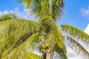 Tropical palm tree with blue sky and coconuts Tulum Mexico.
