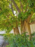 Big tropical tree natural pedestrian walkways Playa del Carmen Mexico. photo