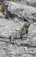 Iguana on rock Tulum ruins Mayan site temple pyramids Mexico. photo