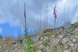 flower on a rock photo