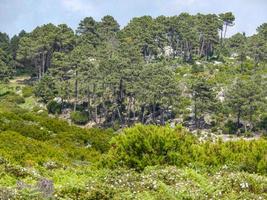 montañas con árboles al sol foto