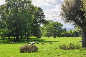 rebaño de ovejas pastando en el campo con árboles verdes y colinas en el fondo na día soleado foto