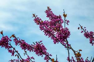 Beautiful view of lilacs against a cloudy sky background photo