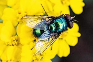 fly on yellow flower photo