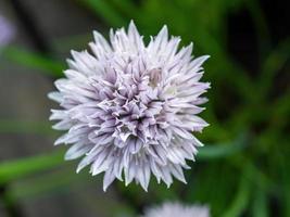 Flower of chives Allium schoenoprasum photo