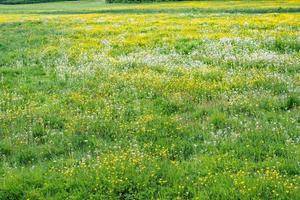 field of dandelions photo