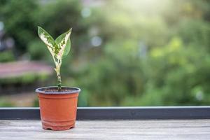 Potted flowers on wooden table, blurred background, and nature photo