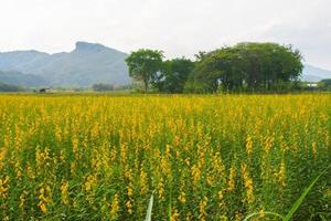 Sunhemp flowers in the field.  Blurred and soft focus of Sunhemp field with copy space and text. photo