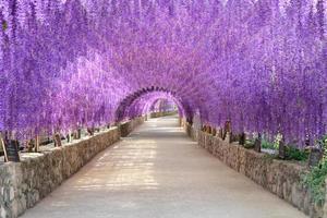 hermoso túnel de flores moradas en el centro internacional de meditación de cherntawan foto