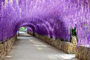 hermoso túnel de flores moradas en el centro internacional de meditación de cherntawan foto