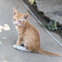 el gato amarillo es una enfermedad enfermiza para sentarse. foto