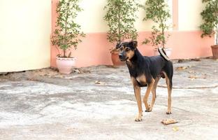 A Thai dog stands near a country house. photo