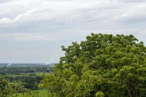 Green leafy tree tops and rural rice fields. photo