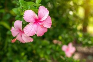 Beautiful pink hibiscus flowers with blurred green leaves. photo