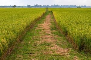 Scenery of rice fields and mound grooves. photo