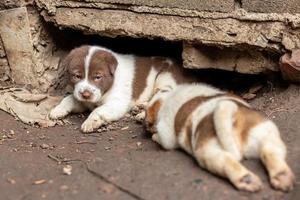 ambos cachorros tailandeses cerca de las madrigueras en el suelo. foto