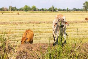 Cattle graze on fields covered with straw. photo