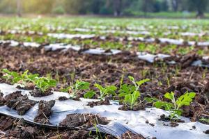 Close-up leaves of rows planted watermelons. photo