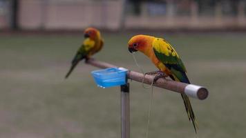 Small parrot with wooden rail. photo