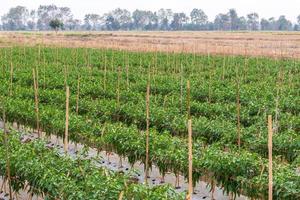 Row of chilli crops in rice fields. photo