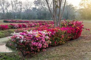 muchas flores de buganvillas en el árido jardín. foto