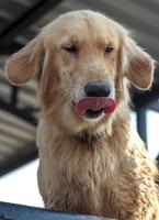 Golden Retriever Dog under the roof. photo