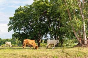 White and brown Thai cows graze near a large tree. photo