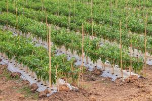 Close-up of many chilli cultivation rows. photo