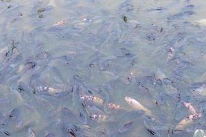 muchas tilapias de agua dulce nadan en el agua. foto