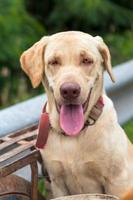 Thai dog, cream color, tongue out, panting. photo