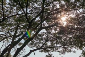 Background of sunlight shining through large branches during the day. photo