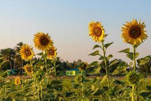 Sunflower Garden during daytime rural Thailand. photo