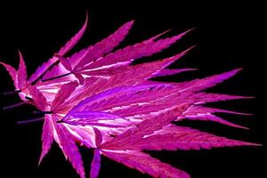 Isolates of marijuana leaves with a dark purple color. photo