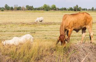 Cattle graze on fields covered with straw. photo