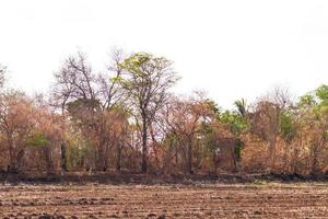 Dead trees die on the mound of arid soil. photo