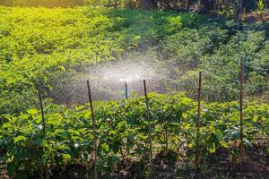 Eggplant field crops with water spraying systems. photo