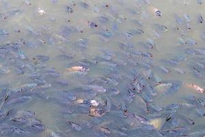 Many freshwater tilapia swim in the water. photo