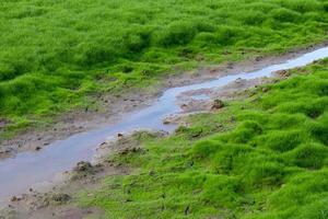 primer plano de la ranura de agua con musgo verde. foto