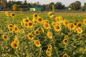 Sunflowers bloom beautifully in the daytime sunlight. photo